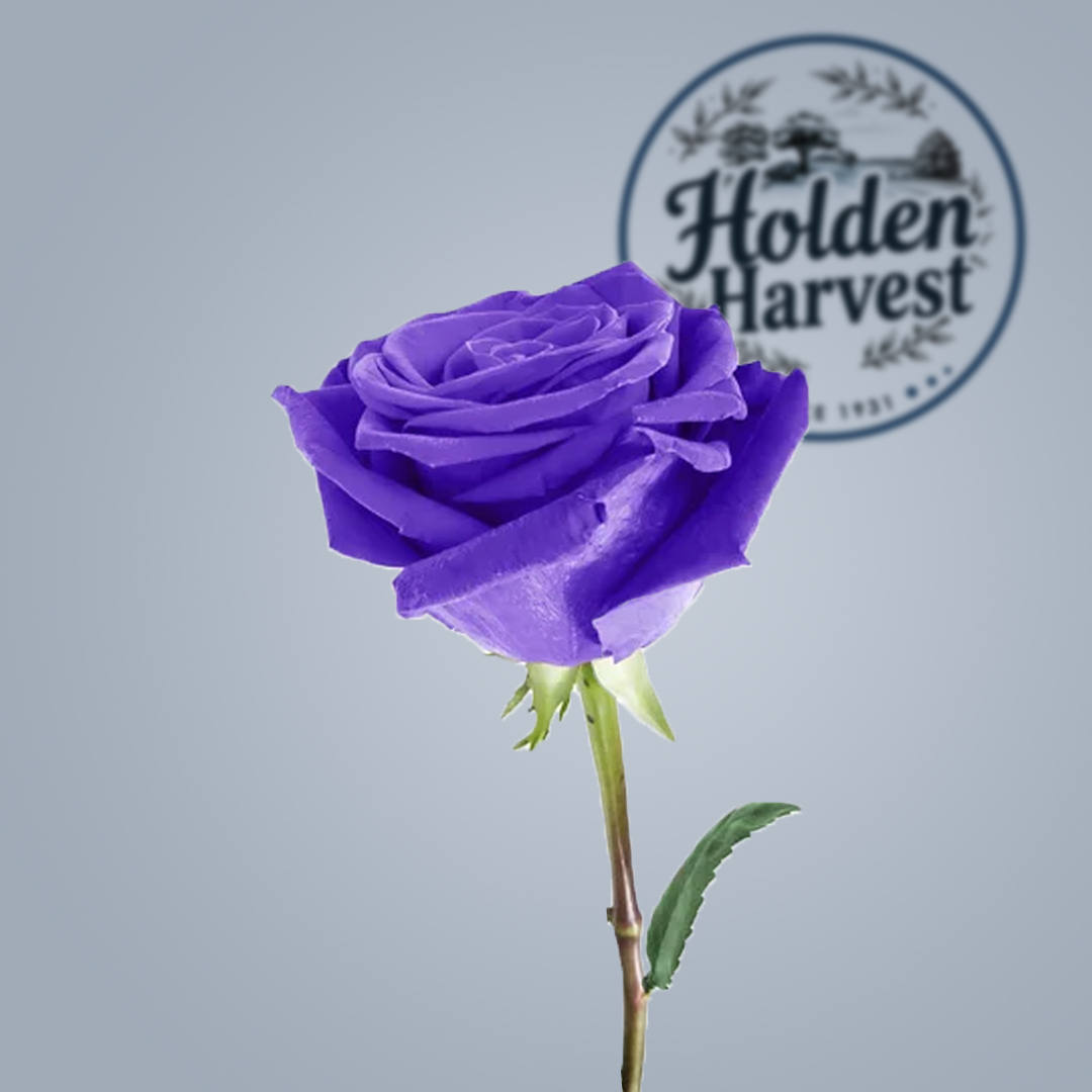 rose - purple2